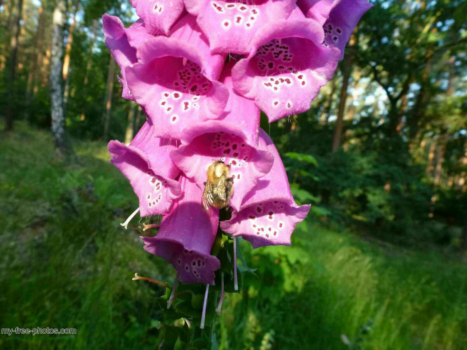 Digitalis