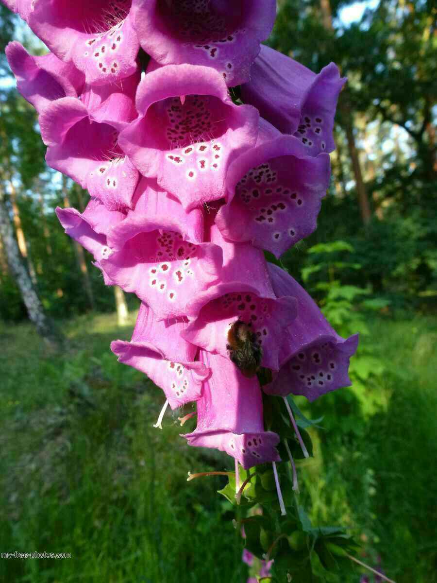 Digitalis