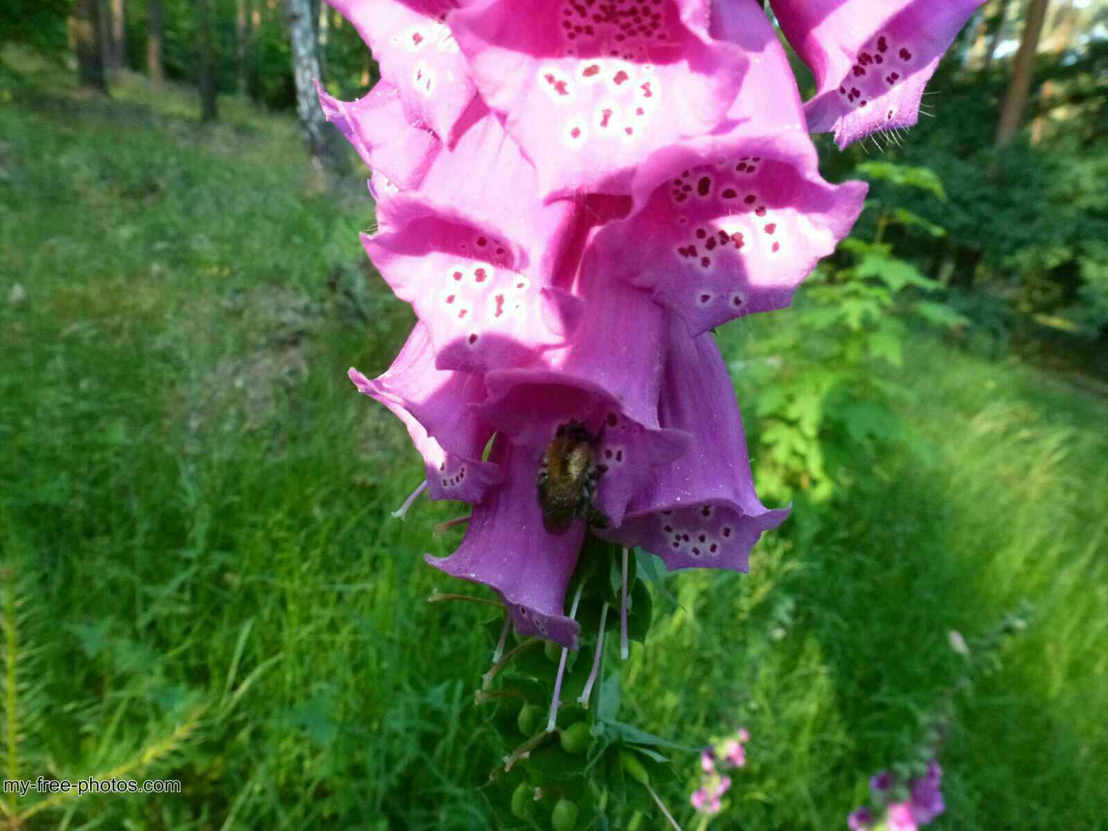Digitalis