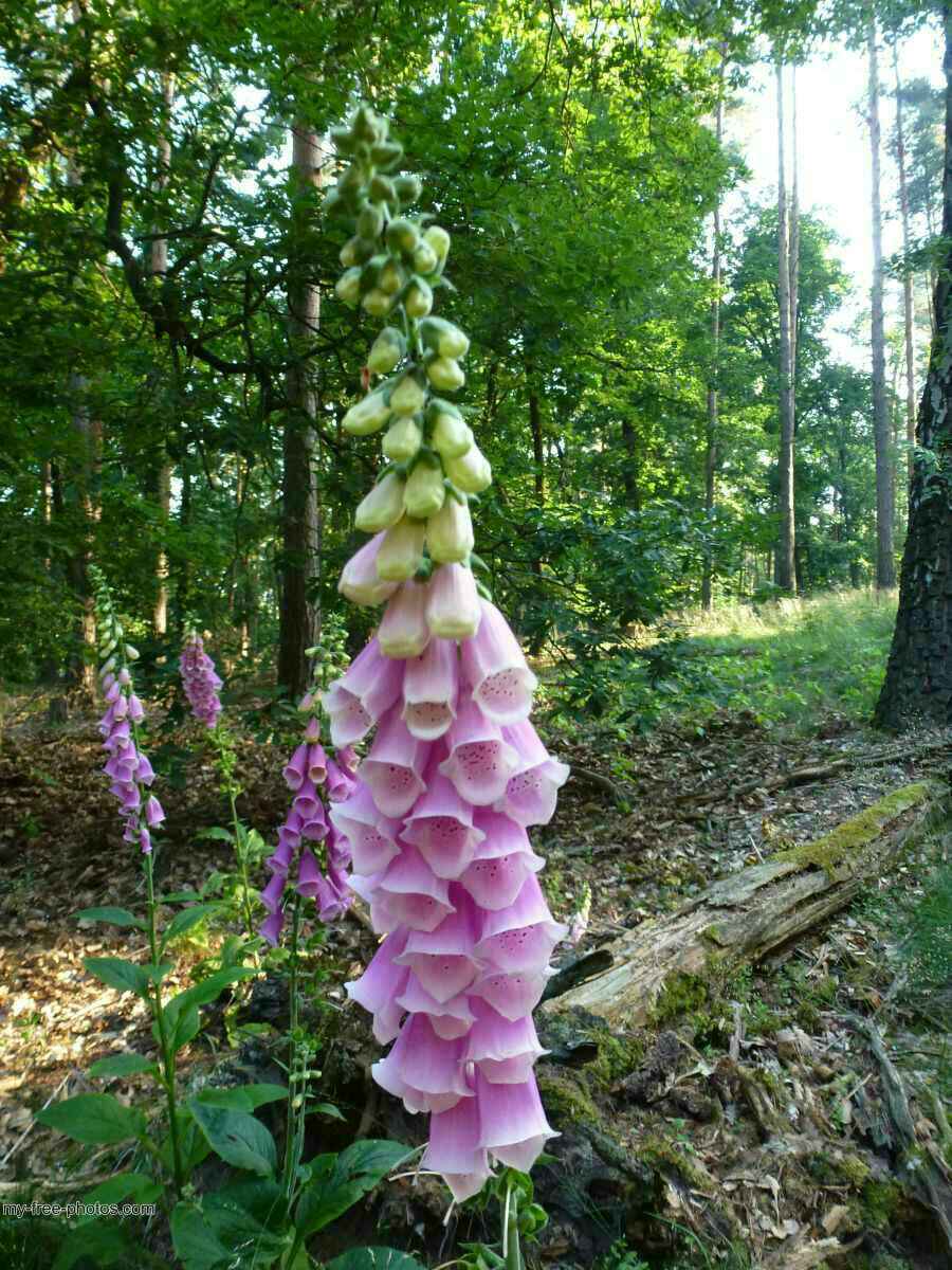 Digitalis