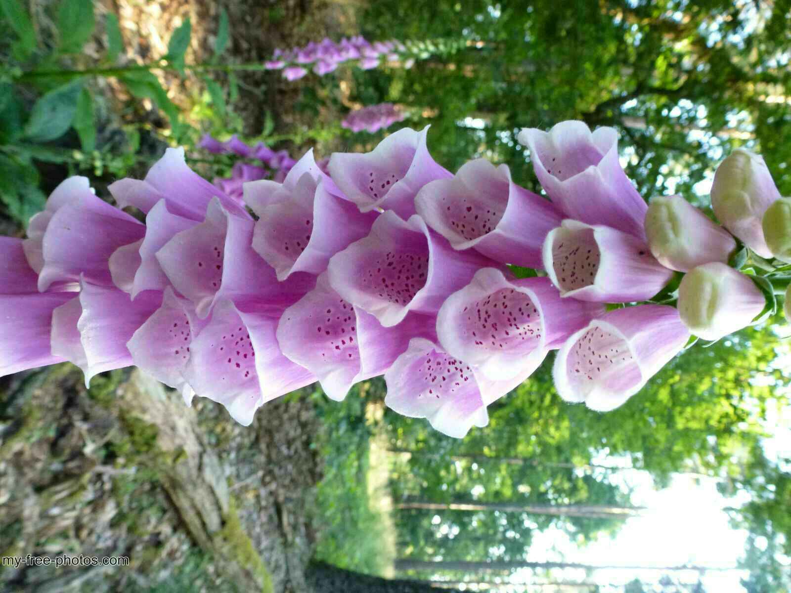 Digitalis