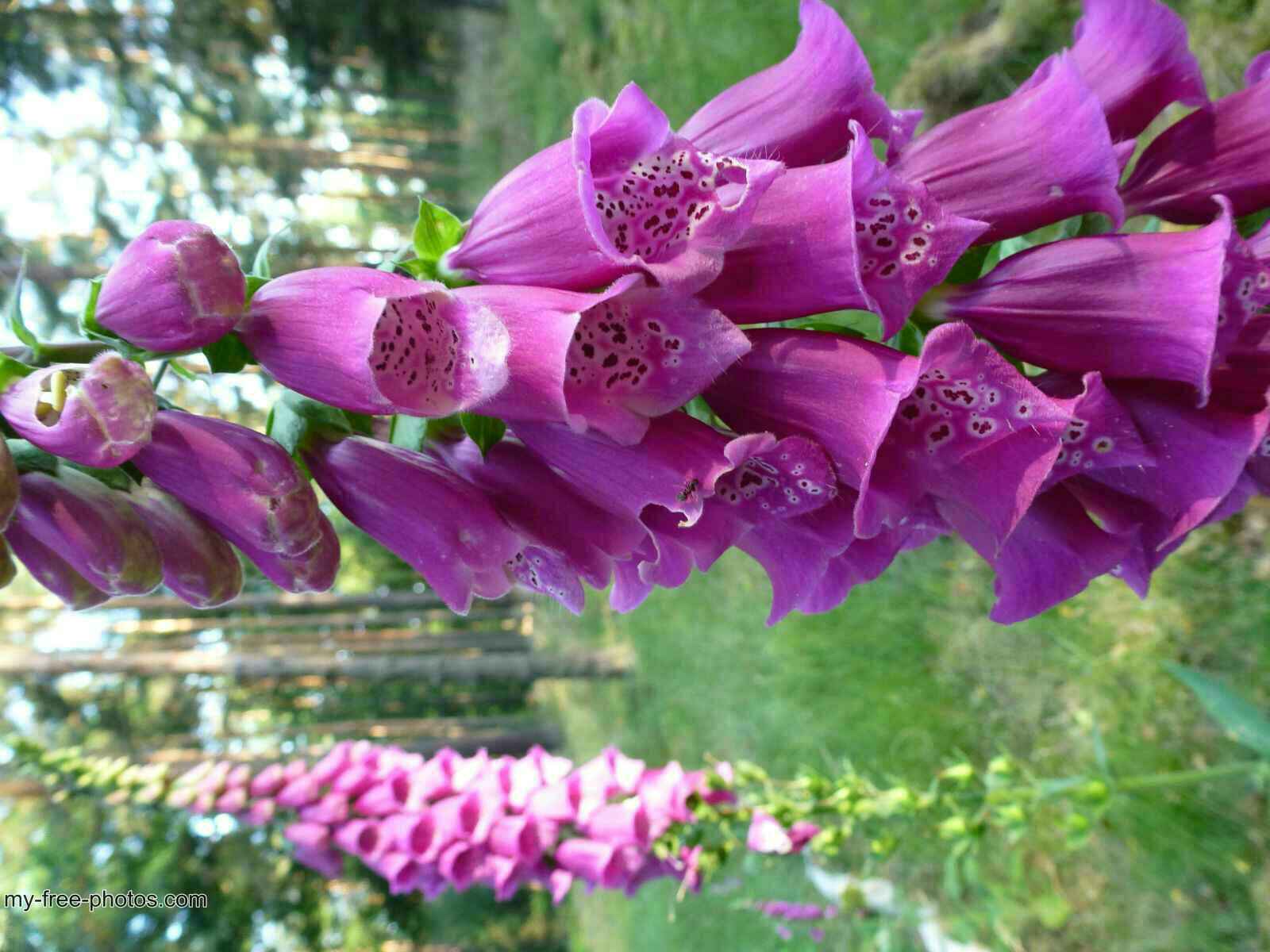 Digitalis