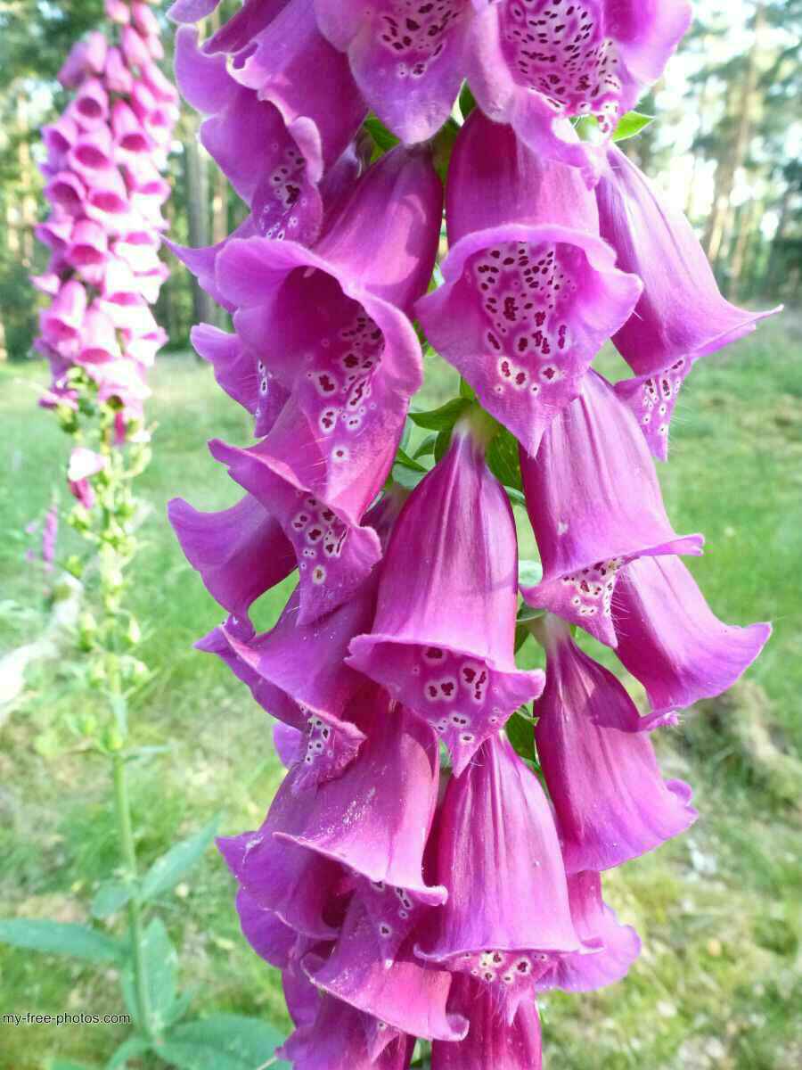 Digitalis
