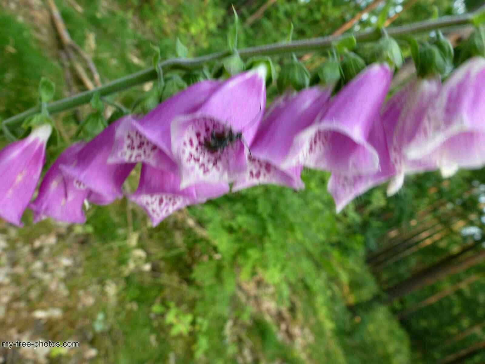 Digitalis