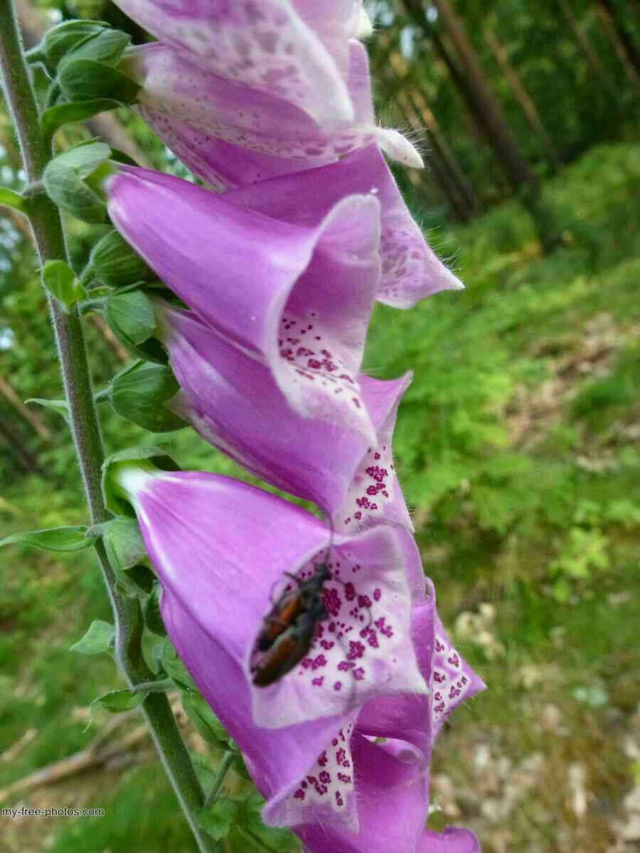 Digitalis