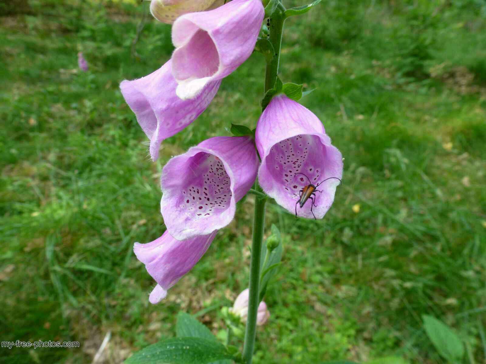 Digitalis