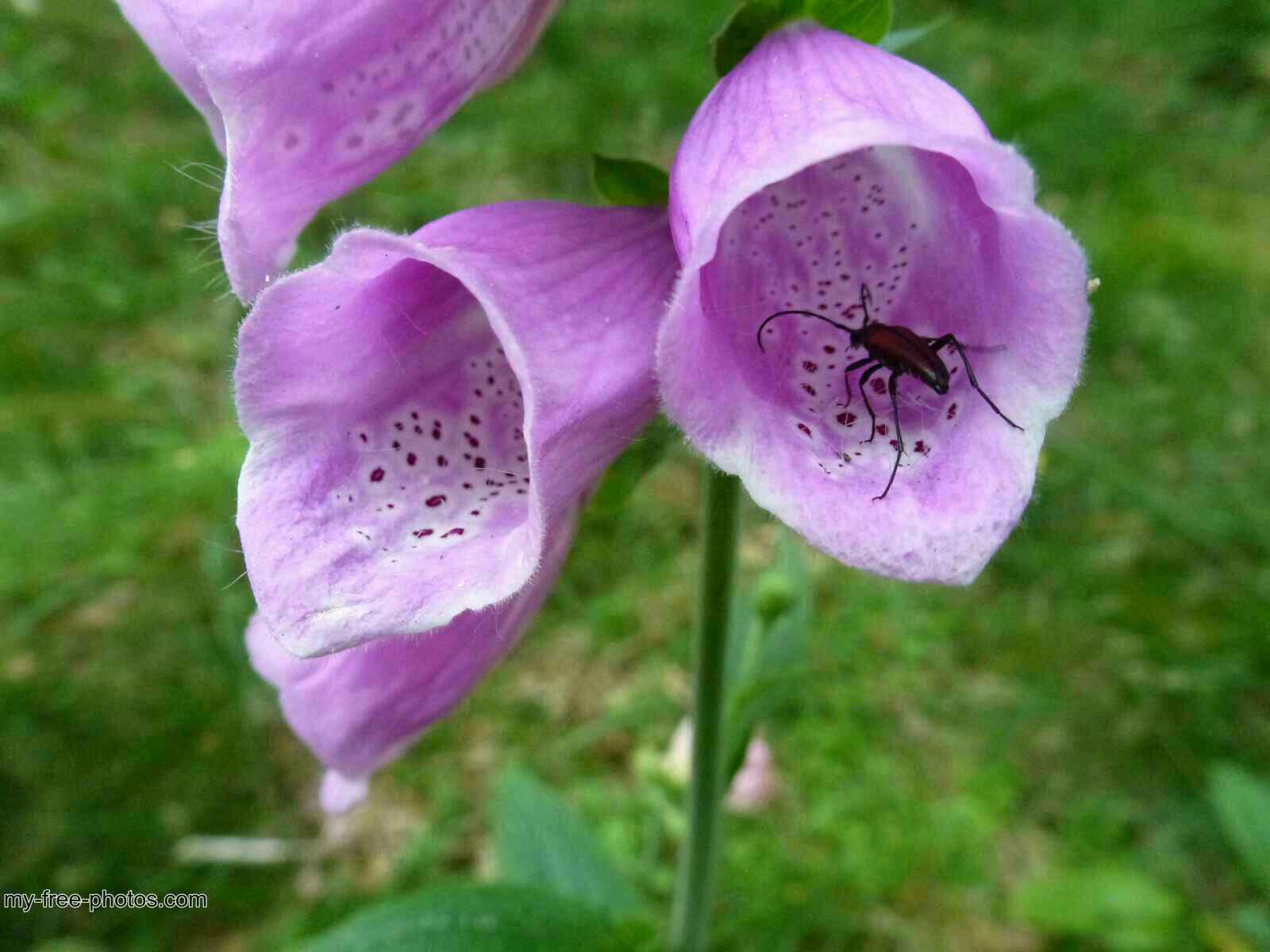 Digitalis