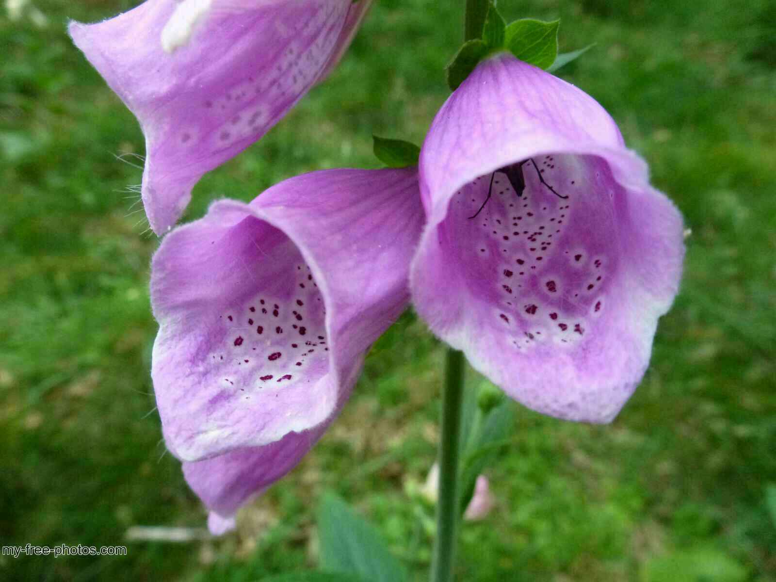 Digitalis