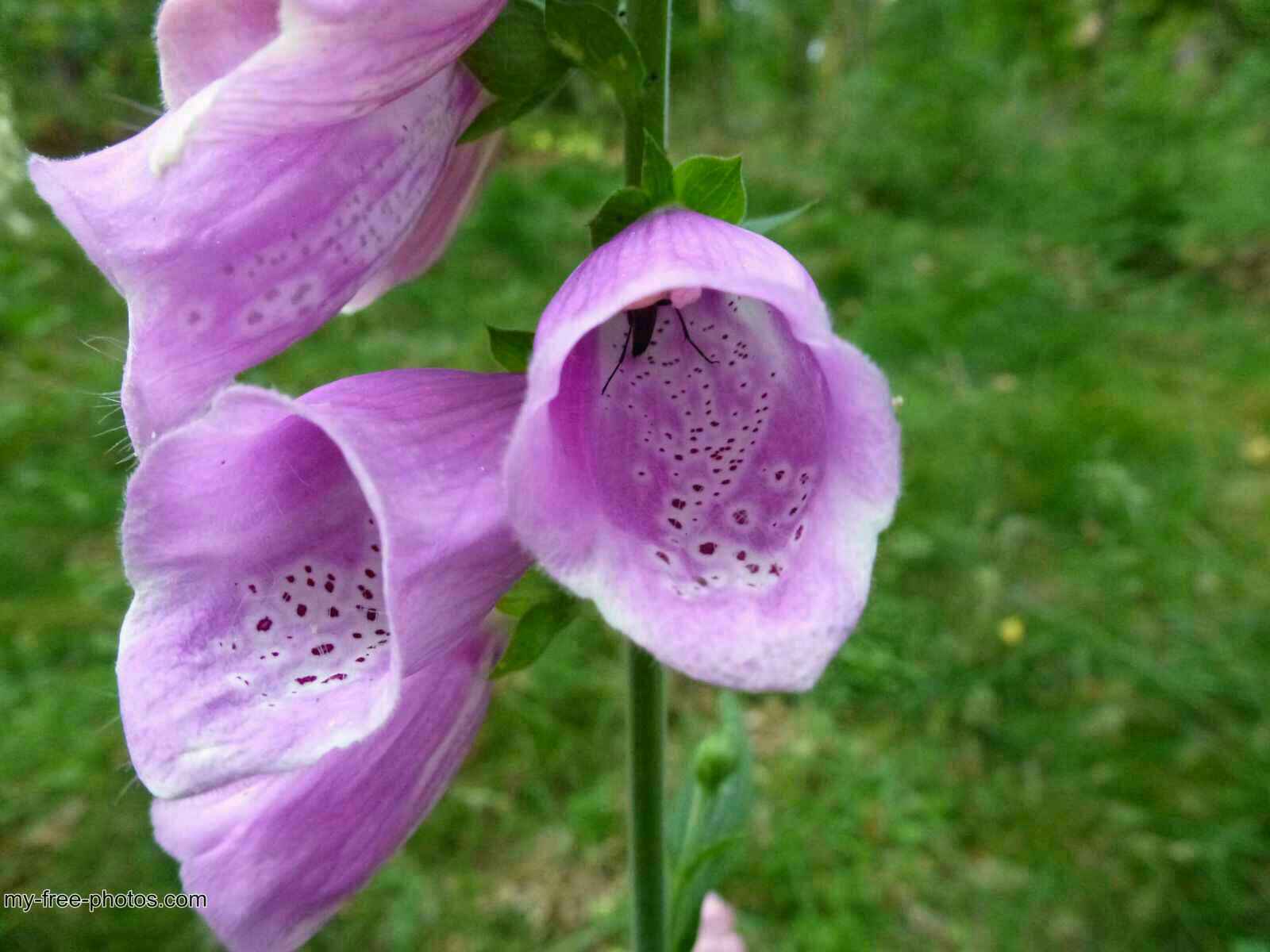 Digitalis