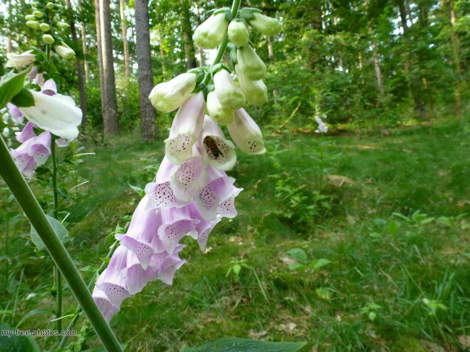 Digitalis