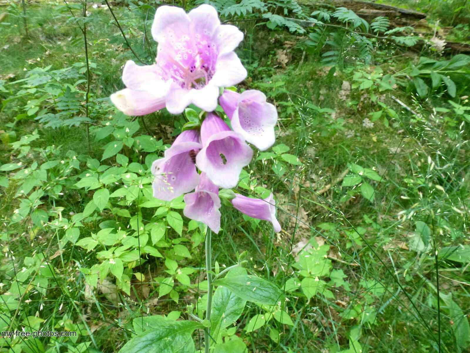 Digitalis