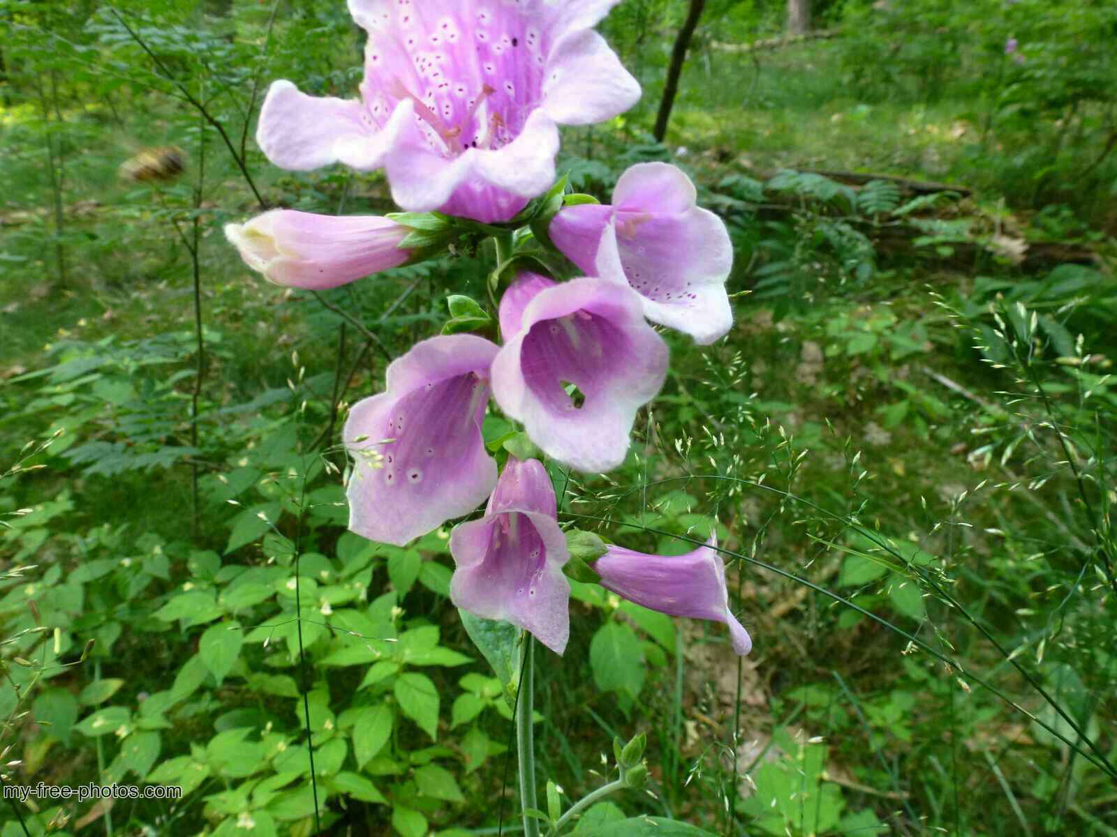 Digitalis