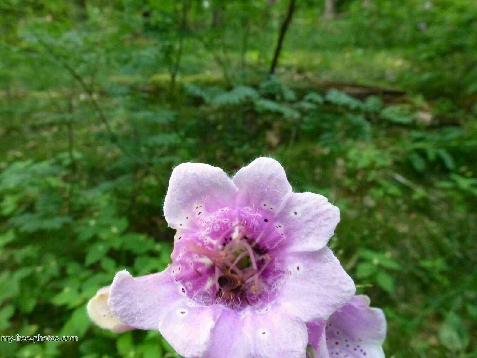Digitalis