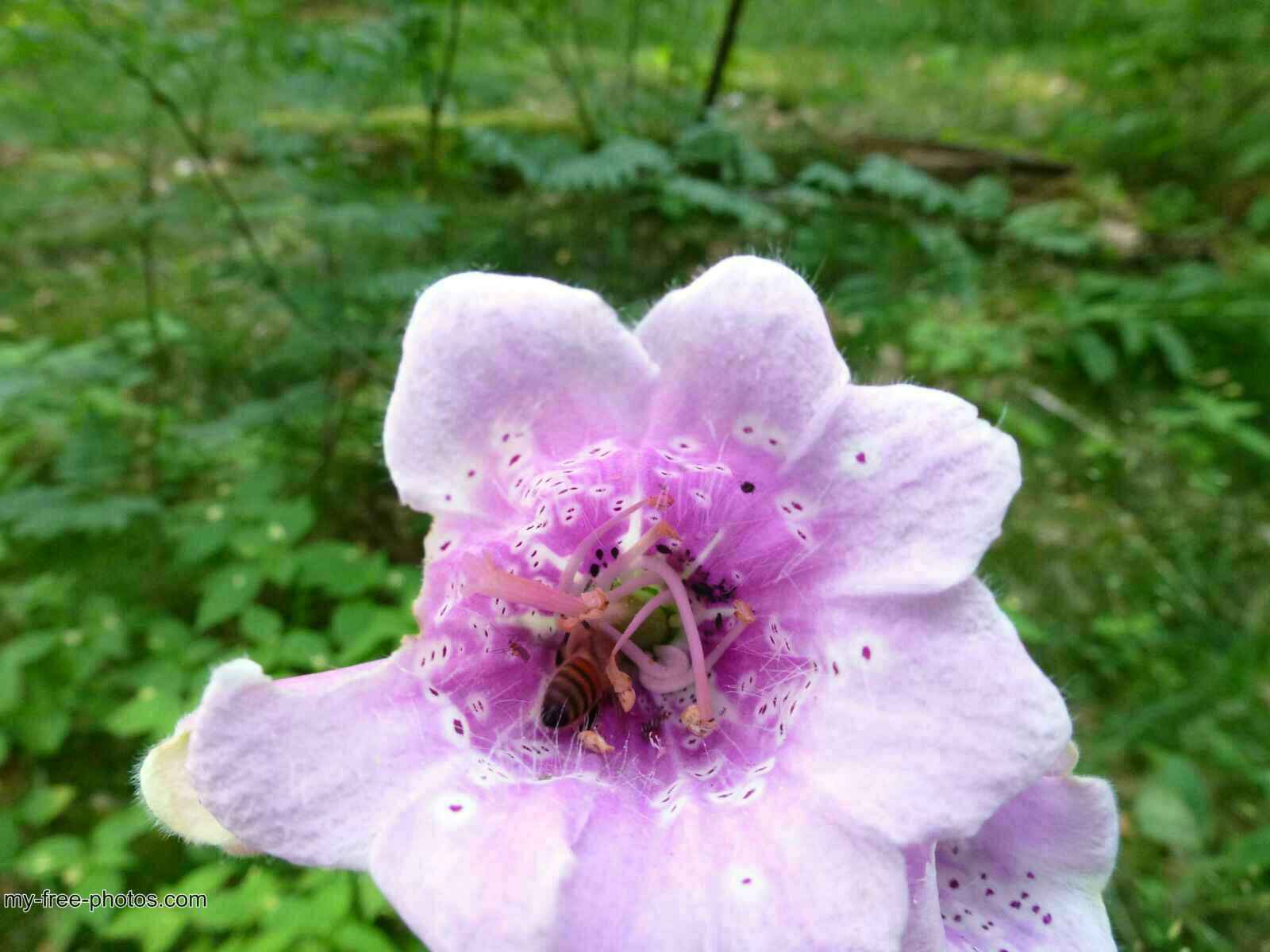 Digitalis
