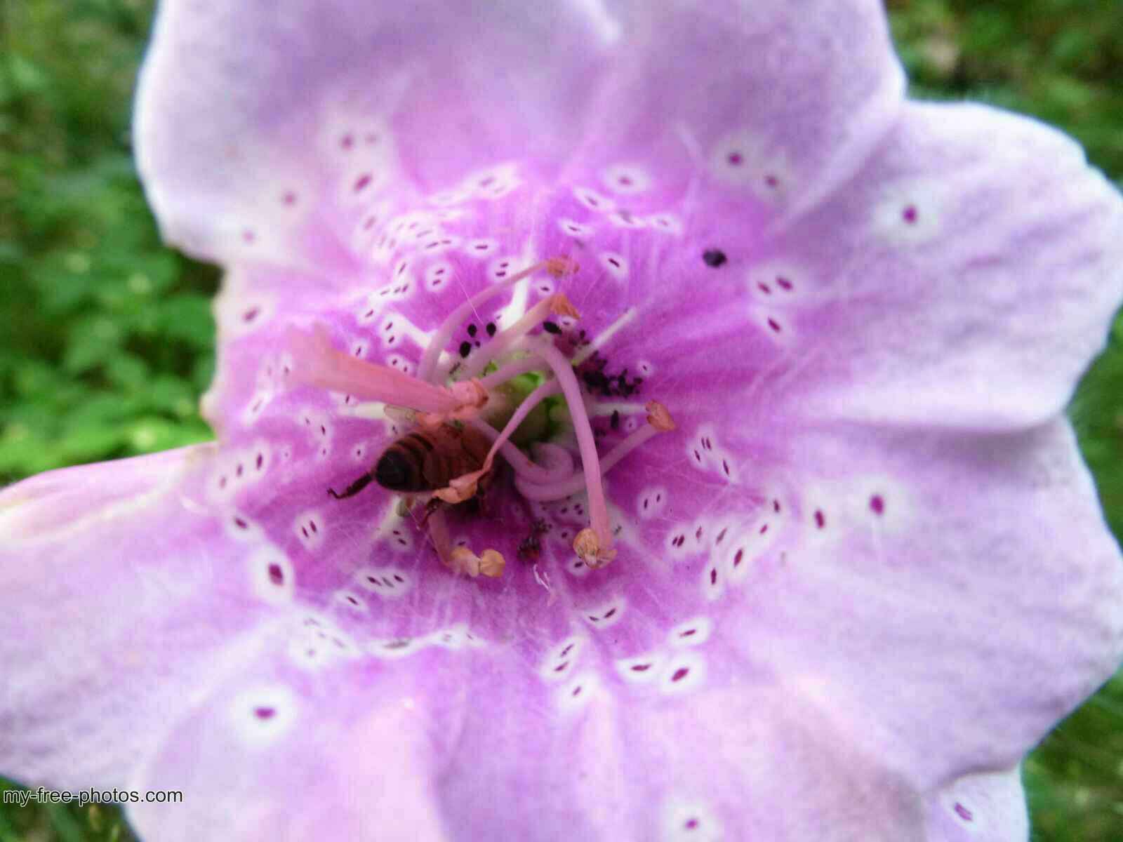 Digitalis