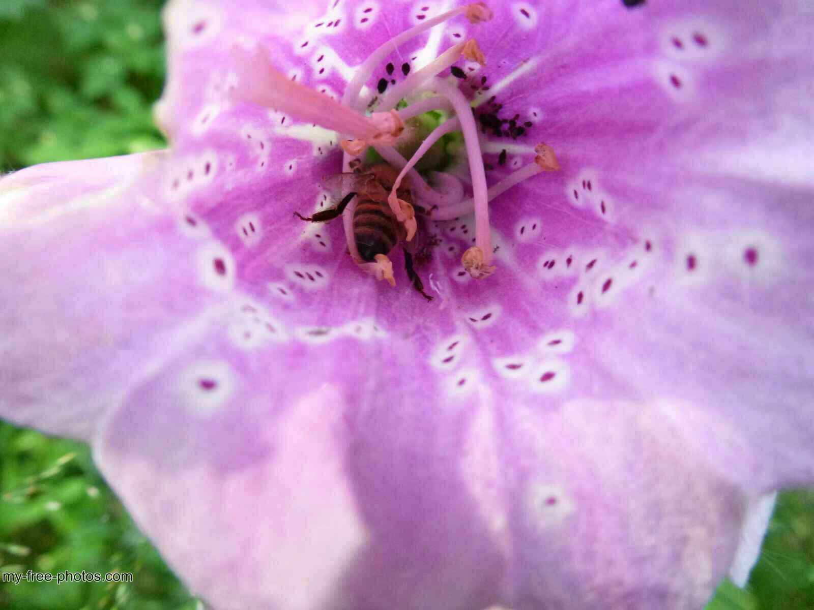 Digitalis