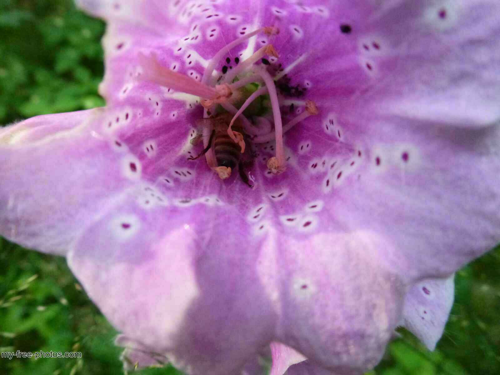 Digitalis
