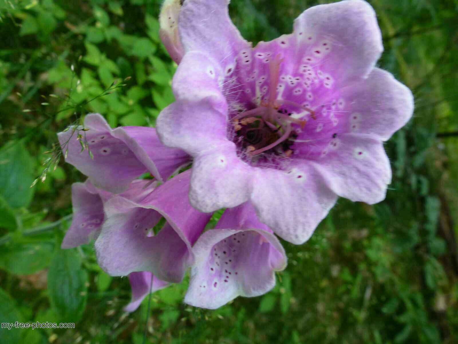 Digitalis