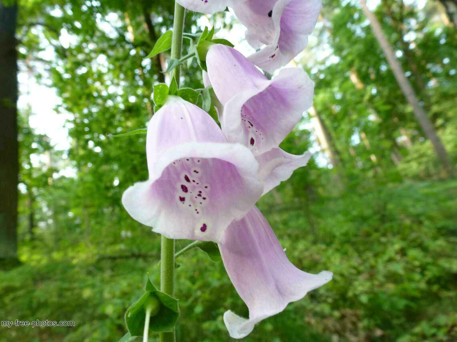Digitalis