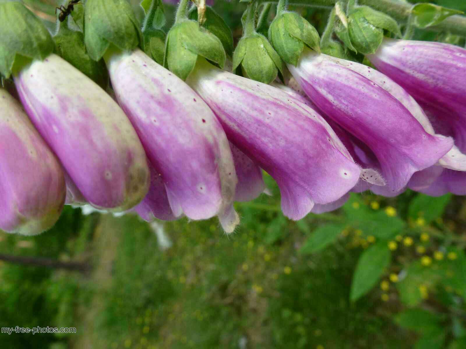 Digitalis