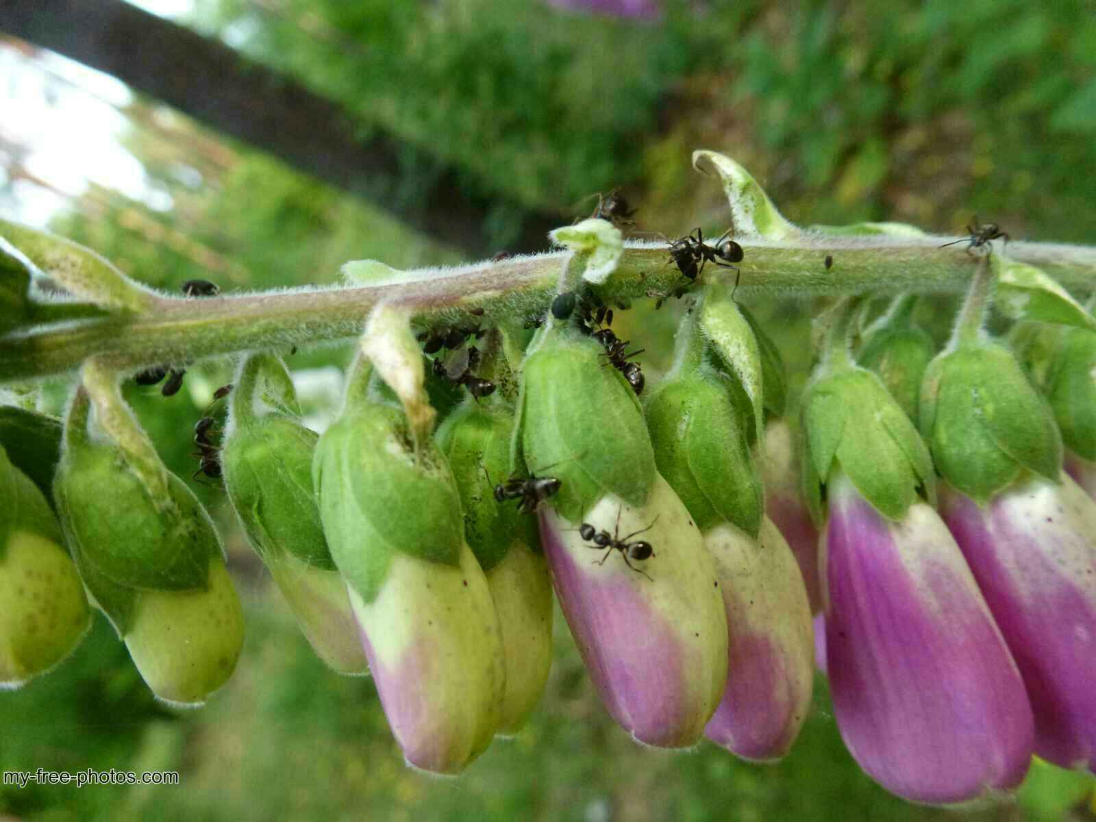 Digitalis