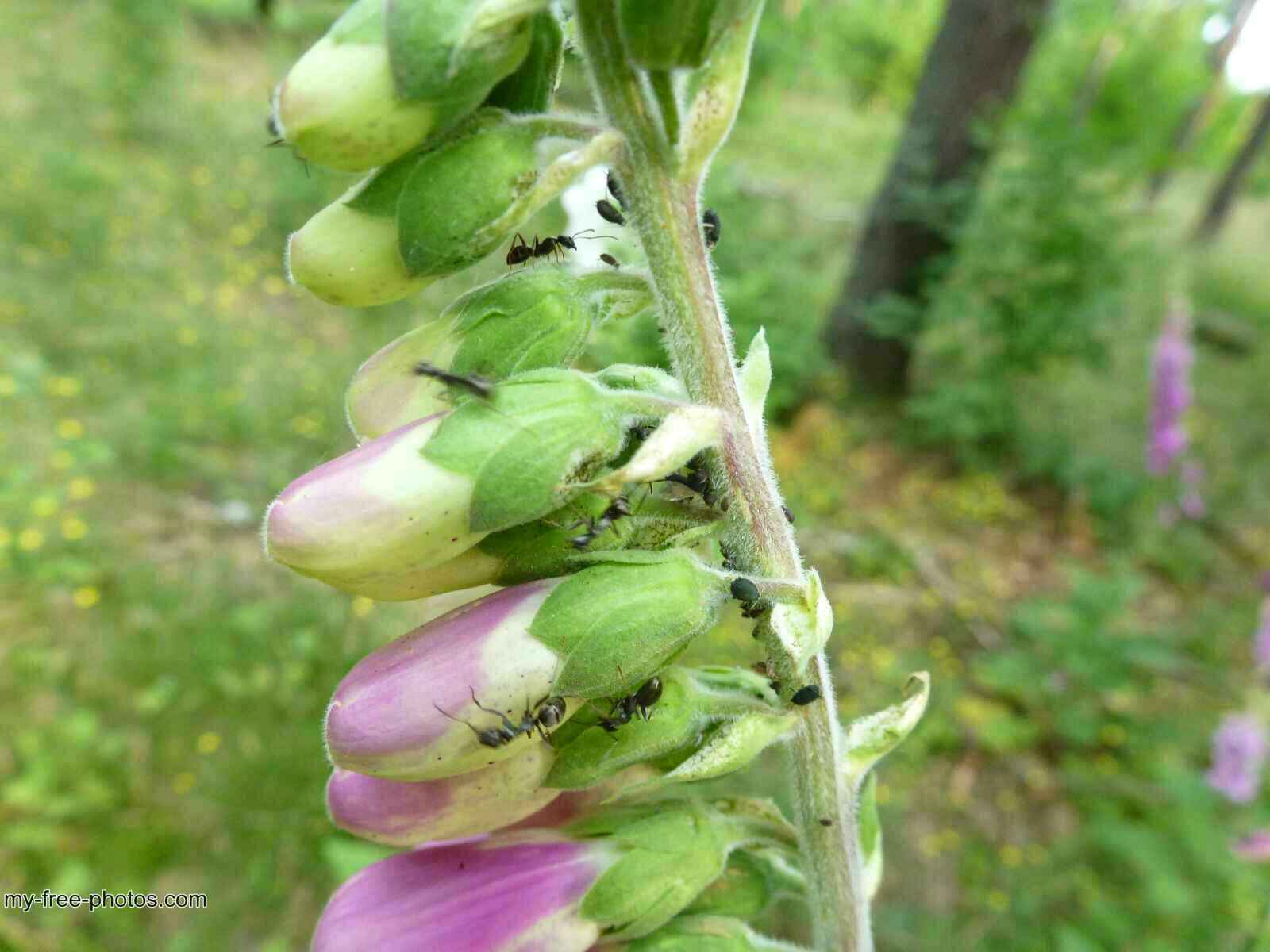 Digitalis