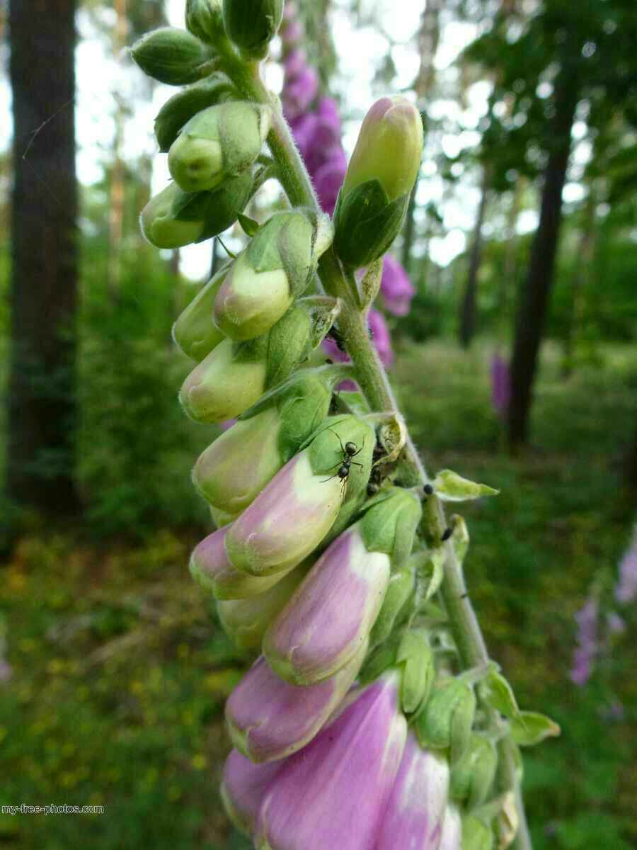 Digitalis