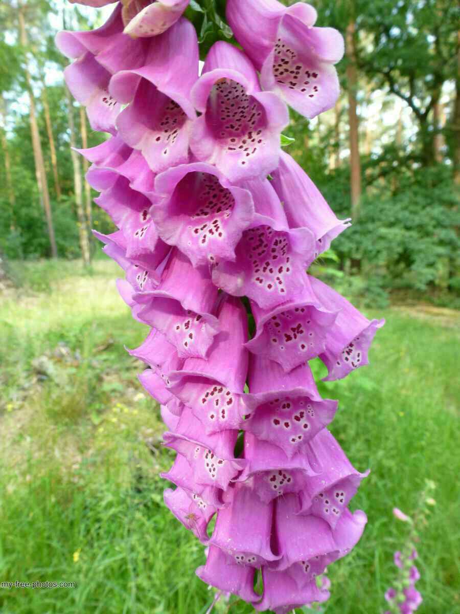 Digitalis