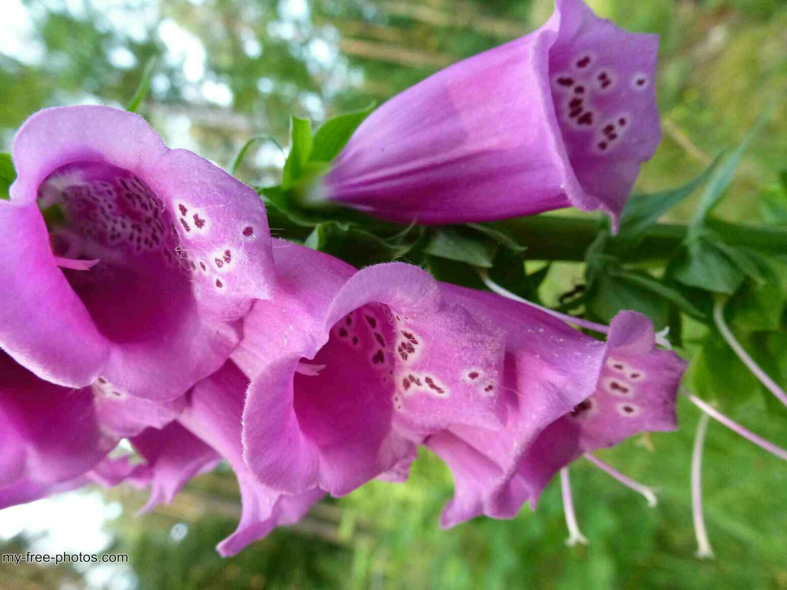Digitalis
