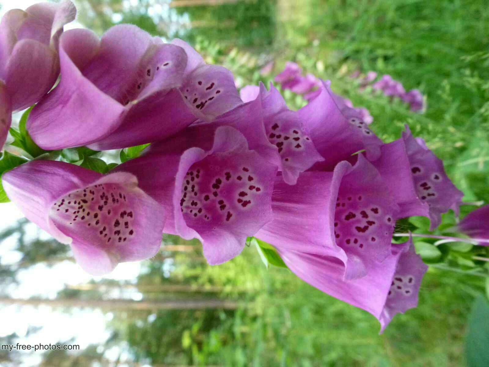 Digitalis