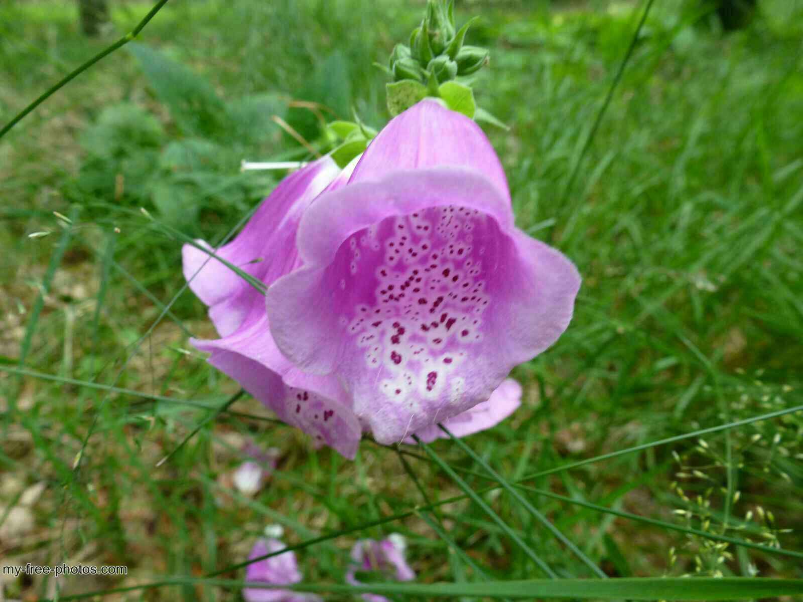 Digitalis