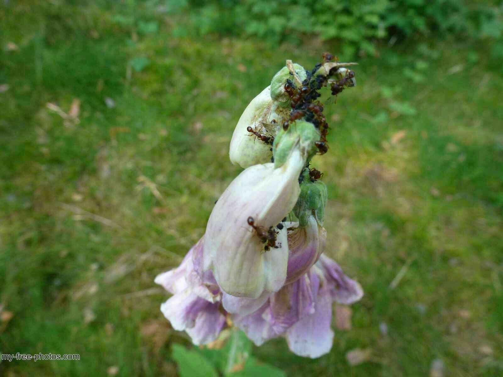 Digitalis