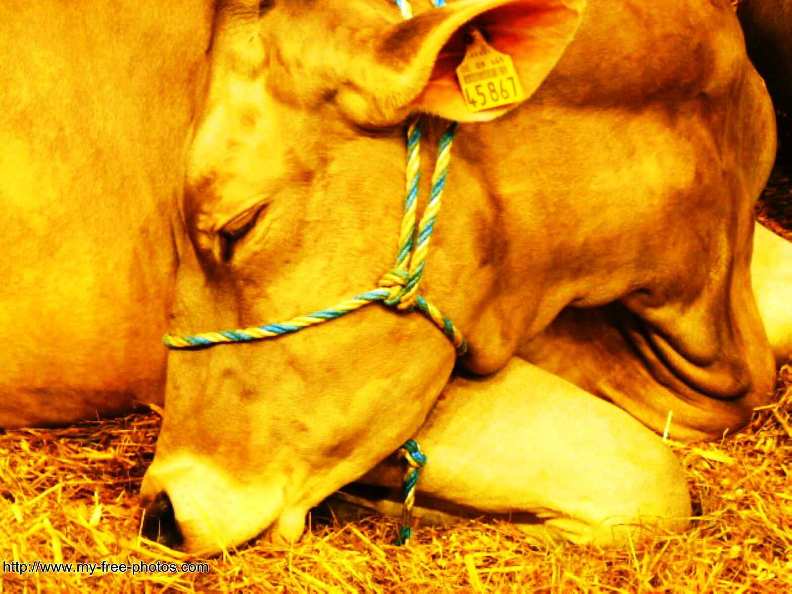 Golden calf