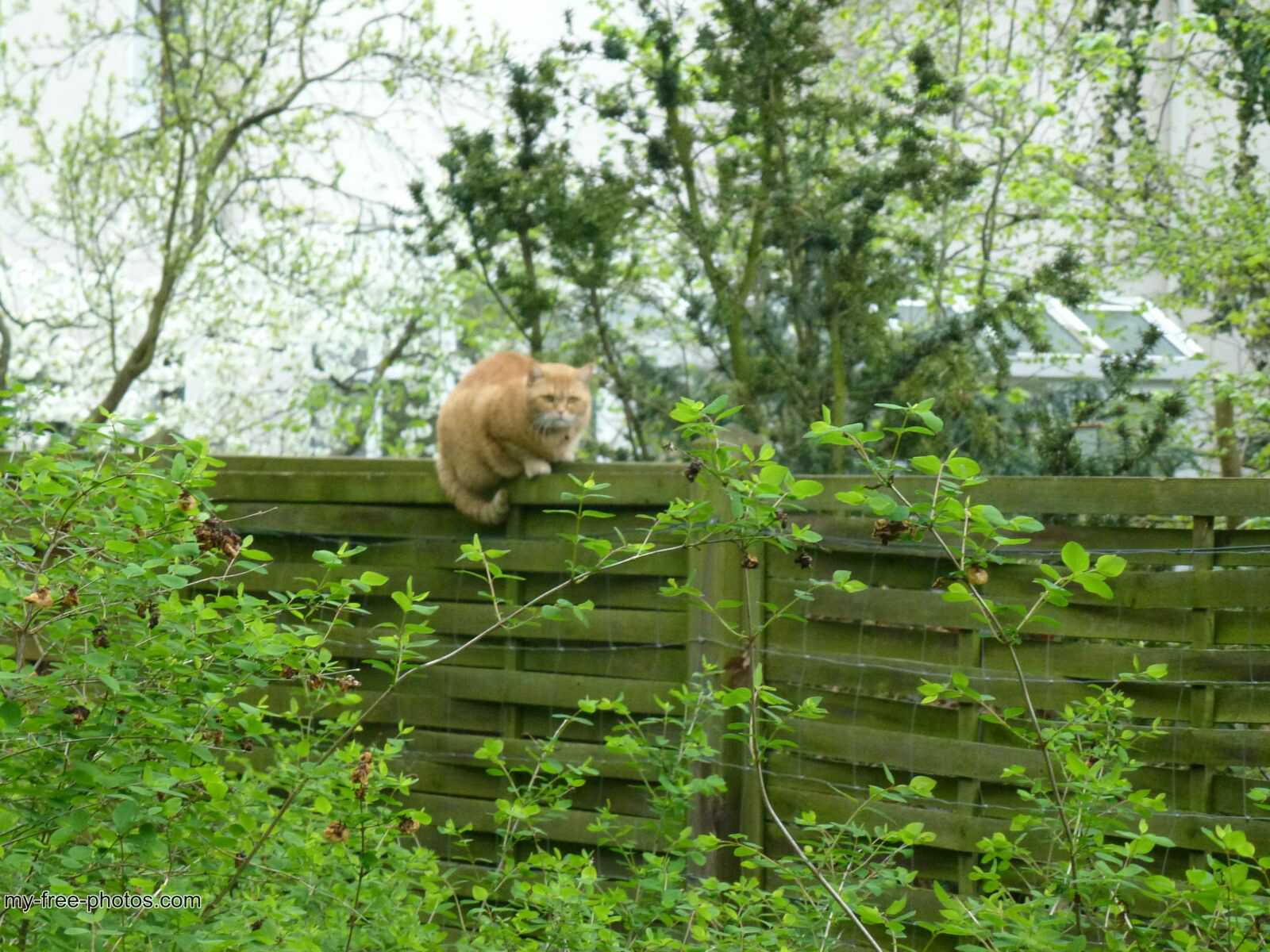 Ginger cat