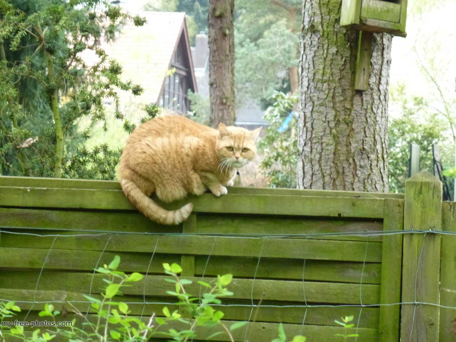 Ginger cat