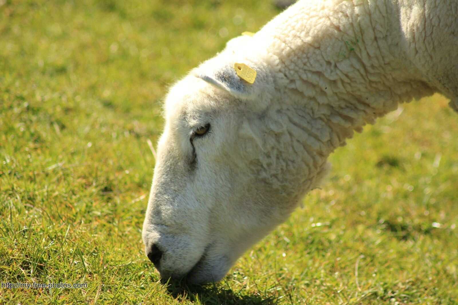 profile sheep