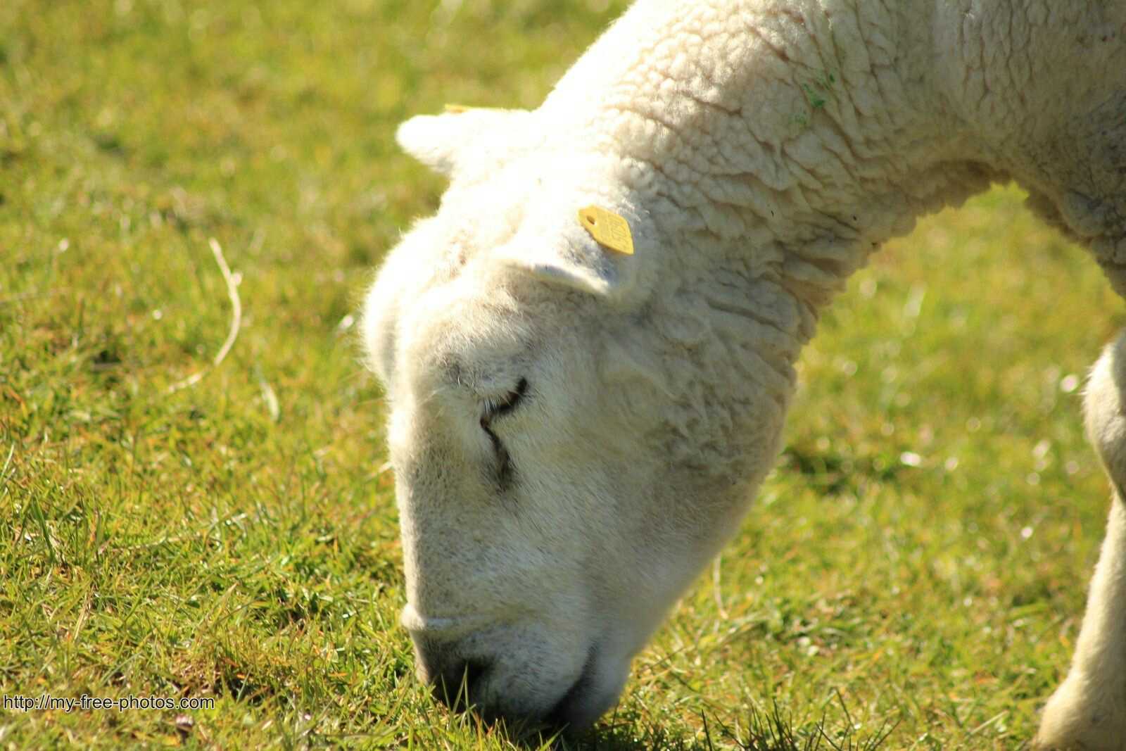 sheep profile
