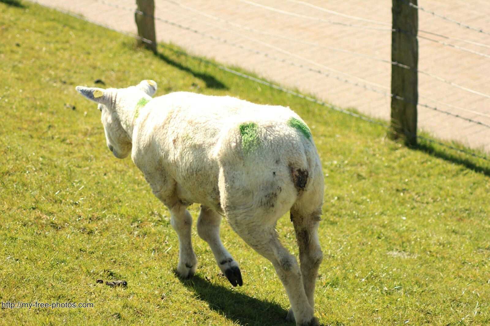 lamb,rear shot