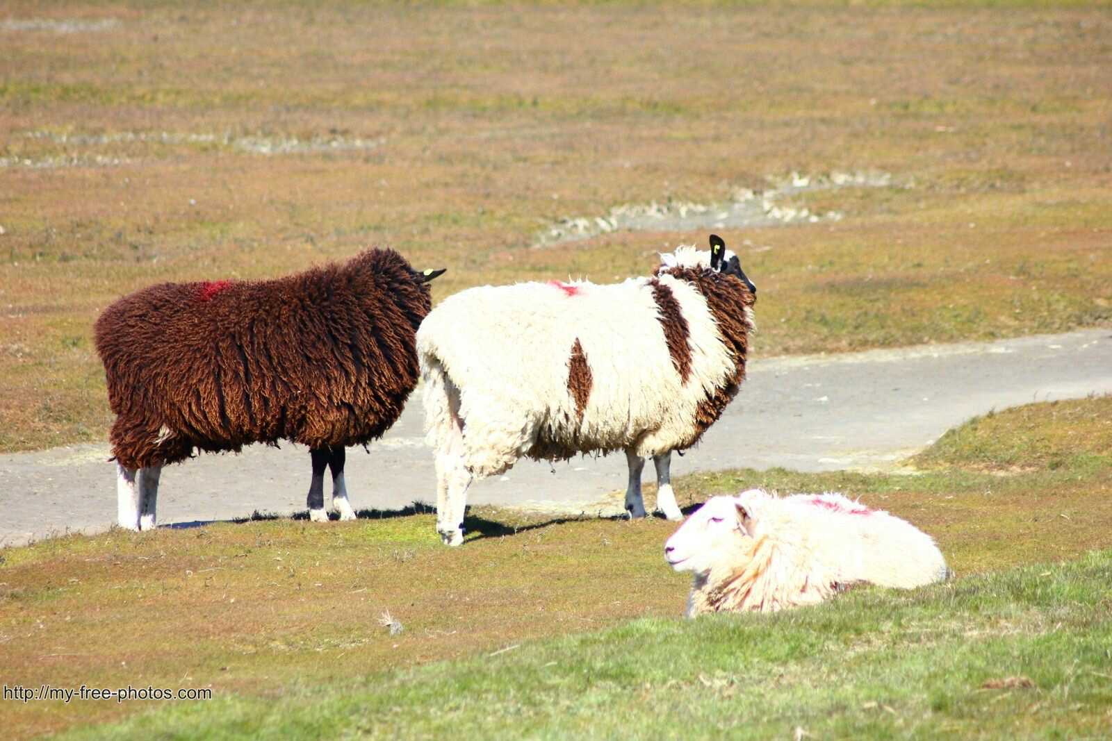 multicolor sheep