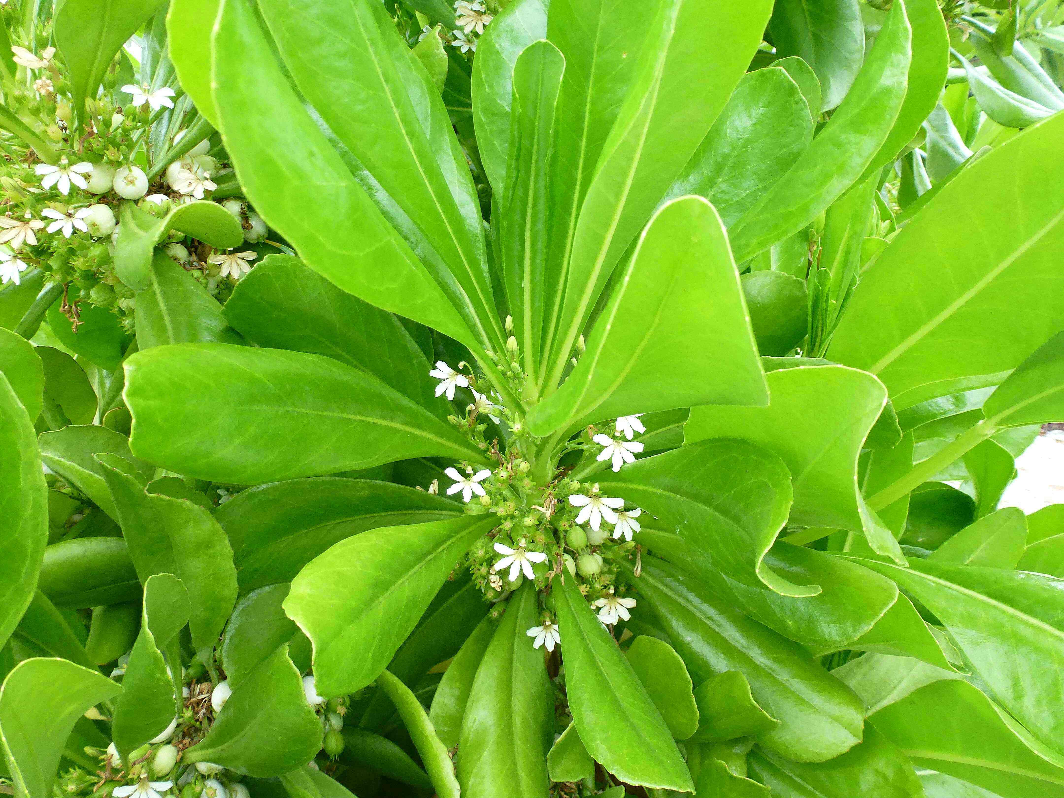 flowers,clearwater,Fl