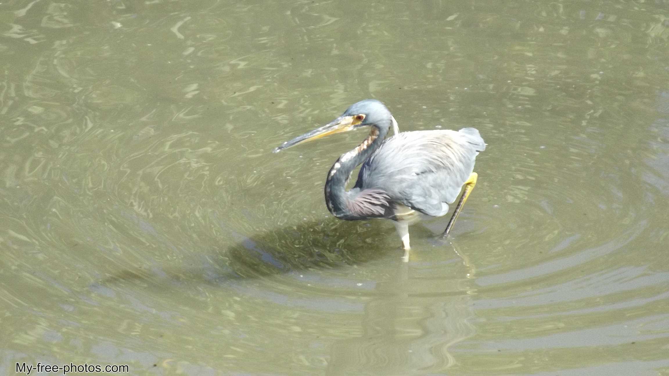 Herons,Daytona Beach