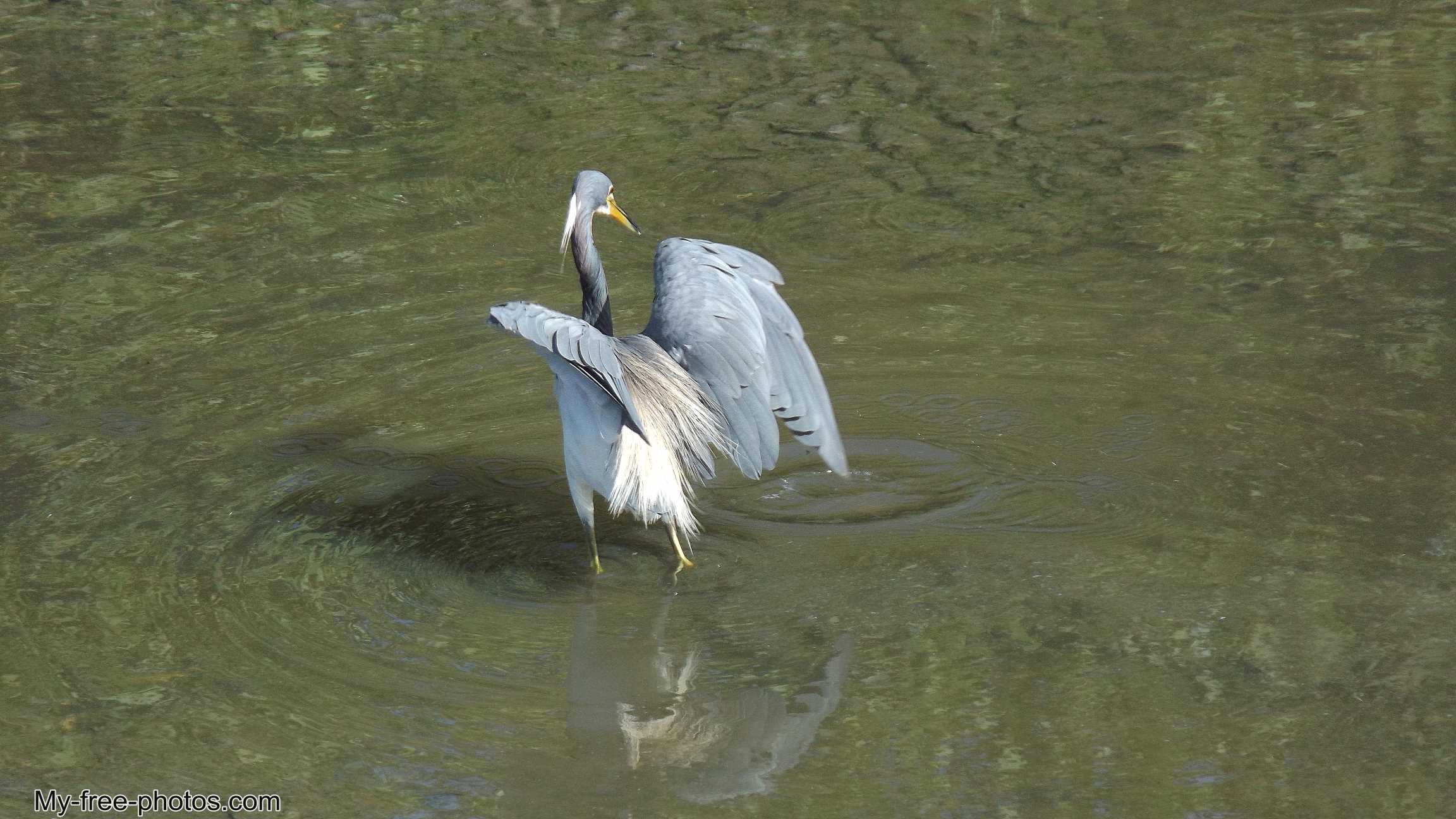 Herons,Daytona Beach