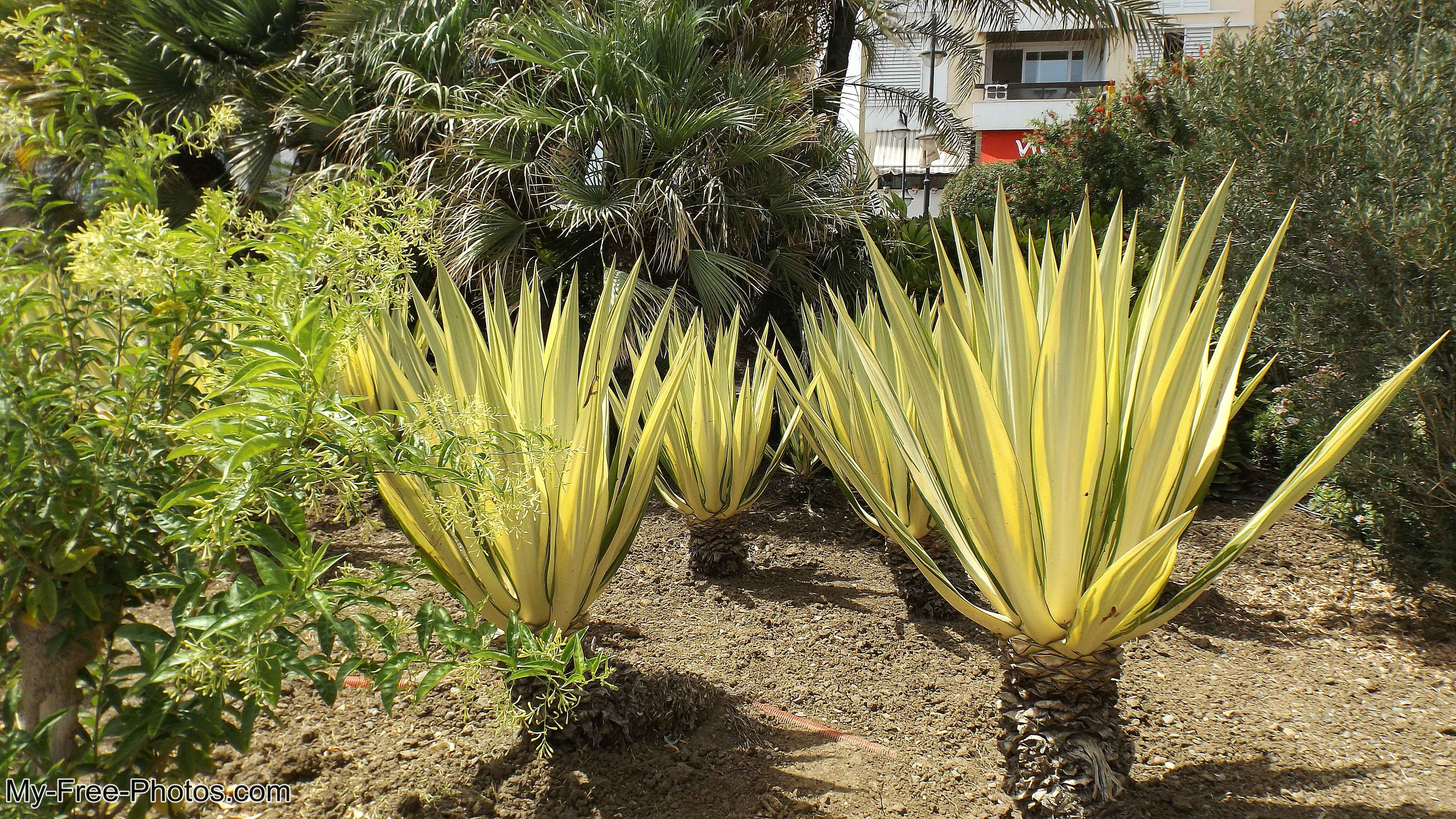 avages,Estepona, Spain