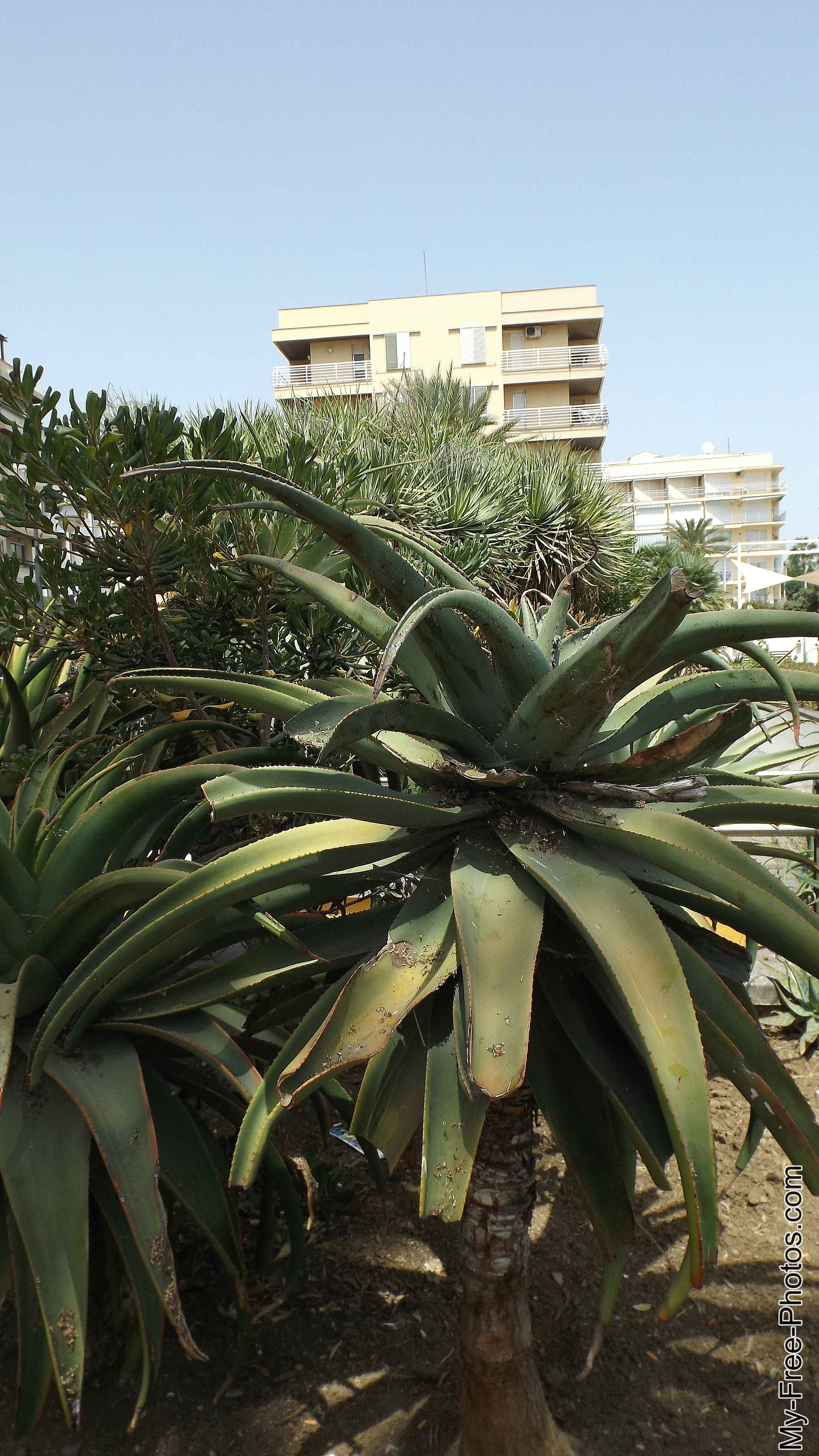 Flowers along Estepona beach, Spain