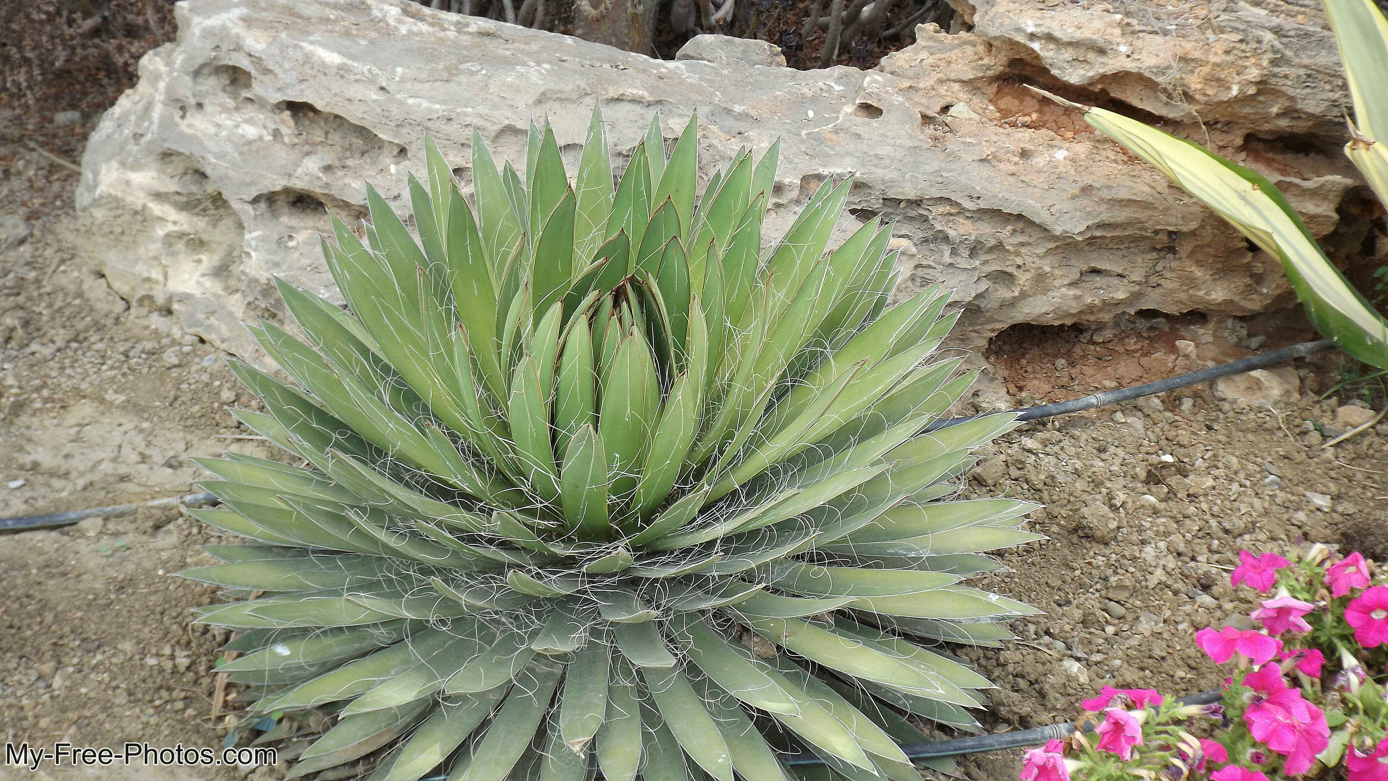 Flowers along Estepona beach, Spain