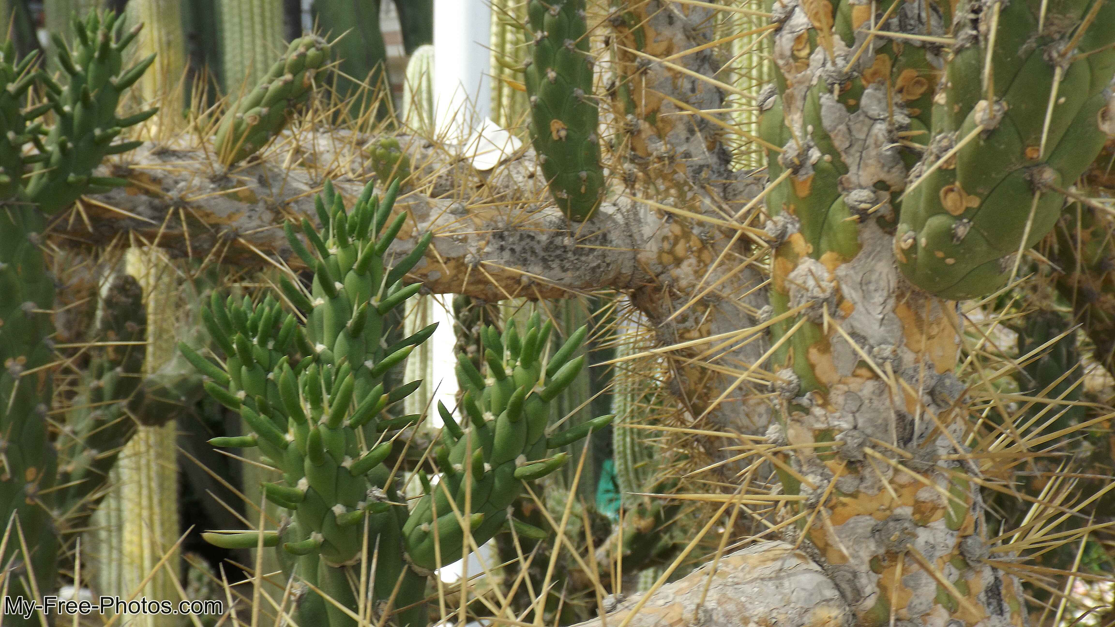 Flowers along Estepona beach, Spain