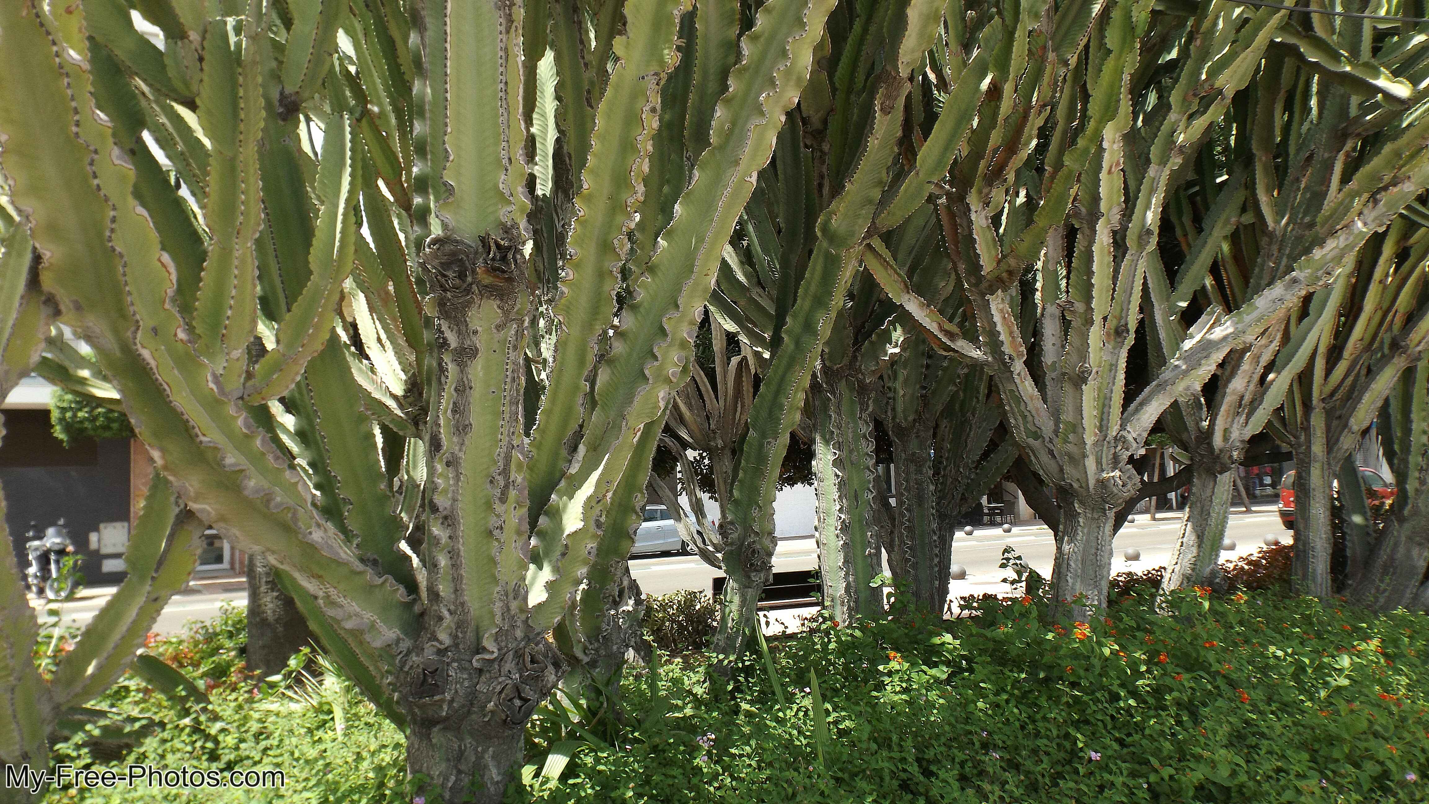 cactus,Estepona, Spain