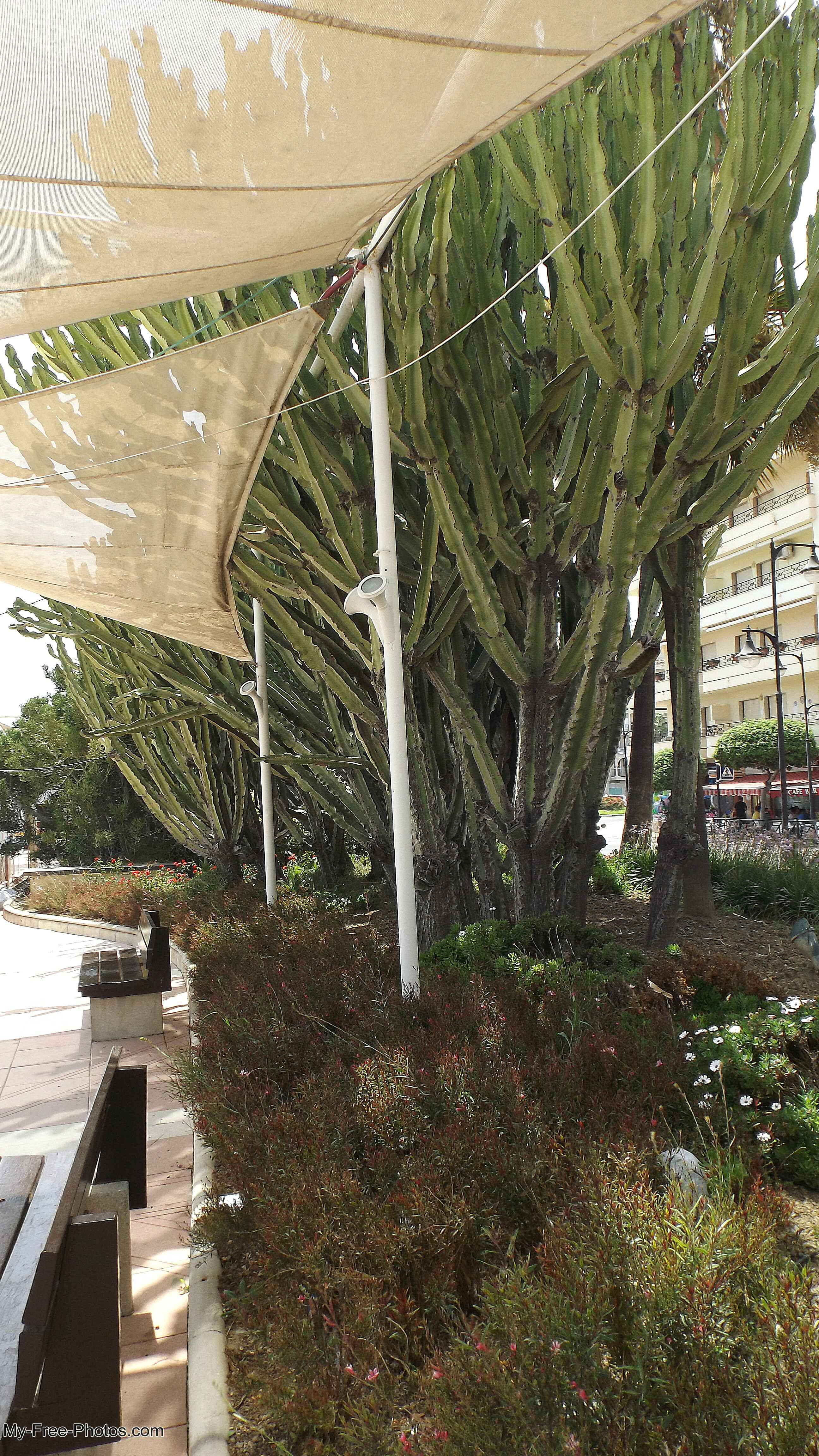 cactus,Estepona, Spain