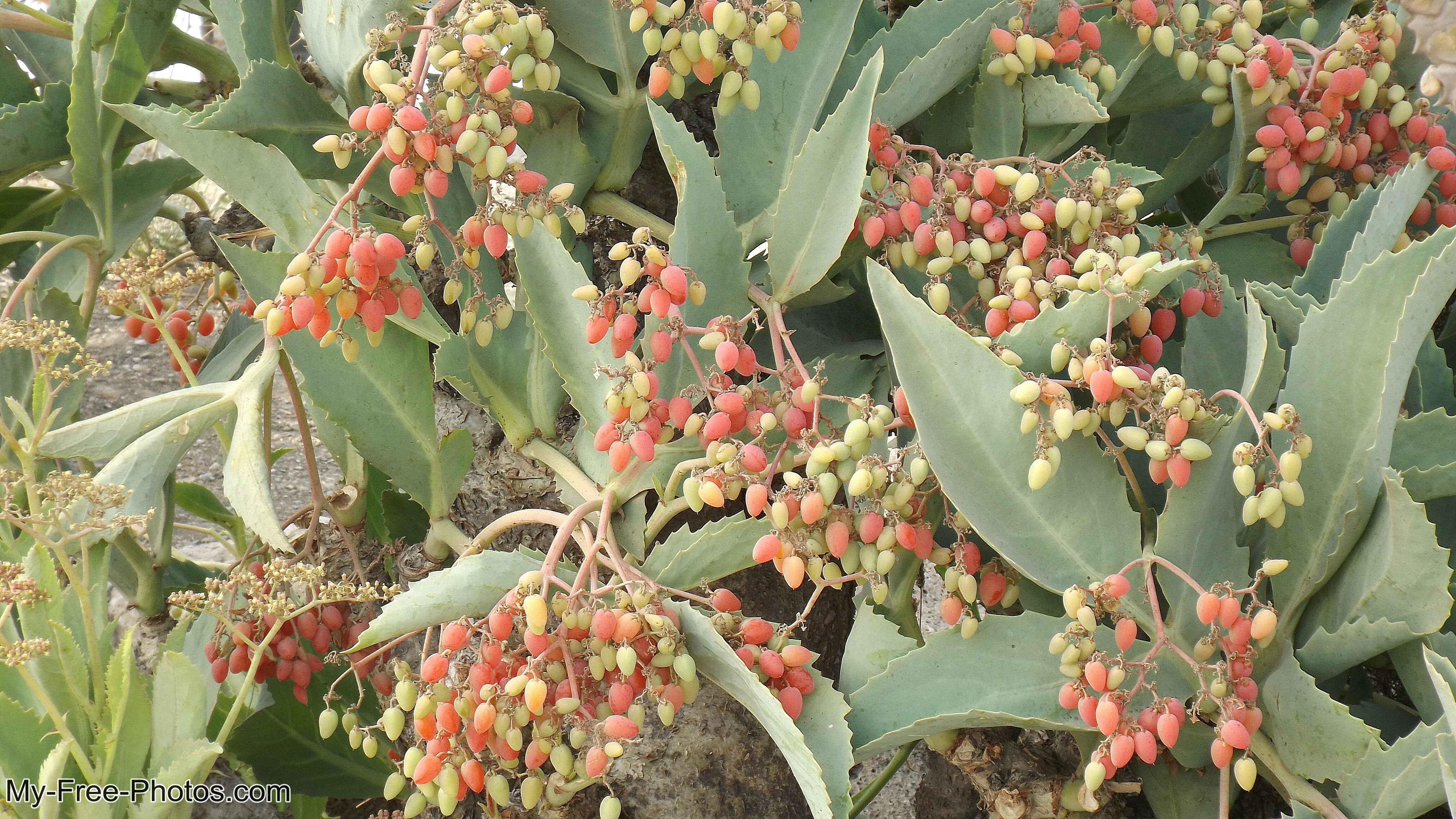 Flowers along Estepona beach, Spain