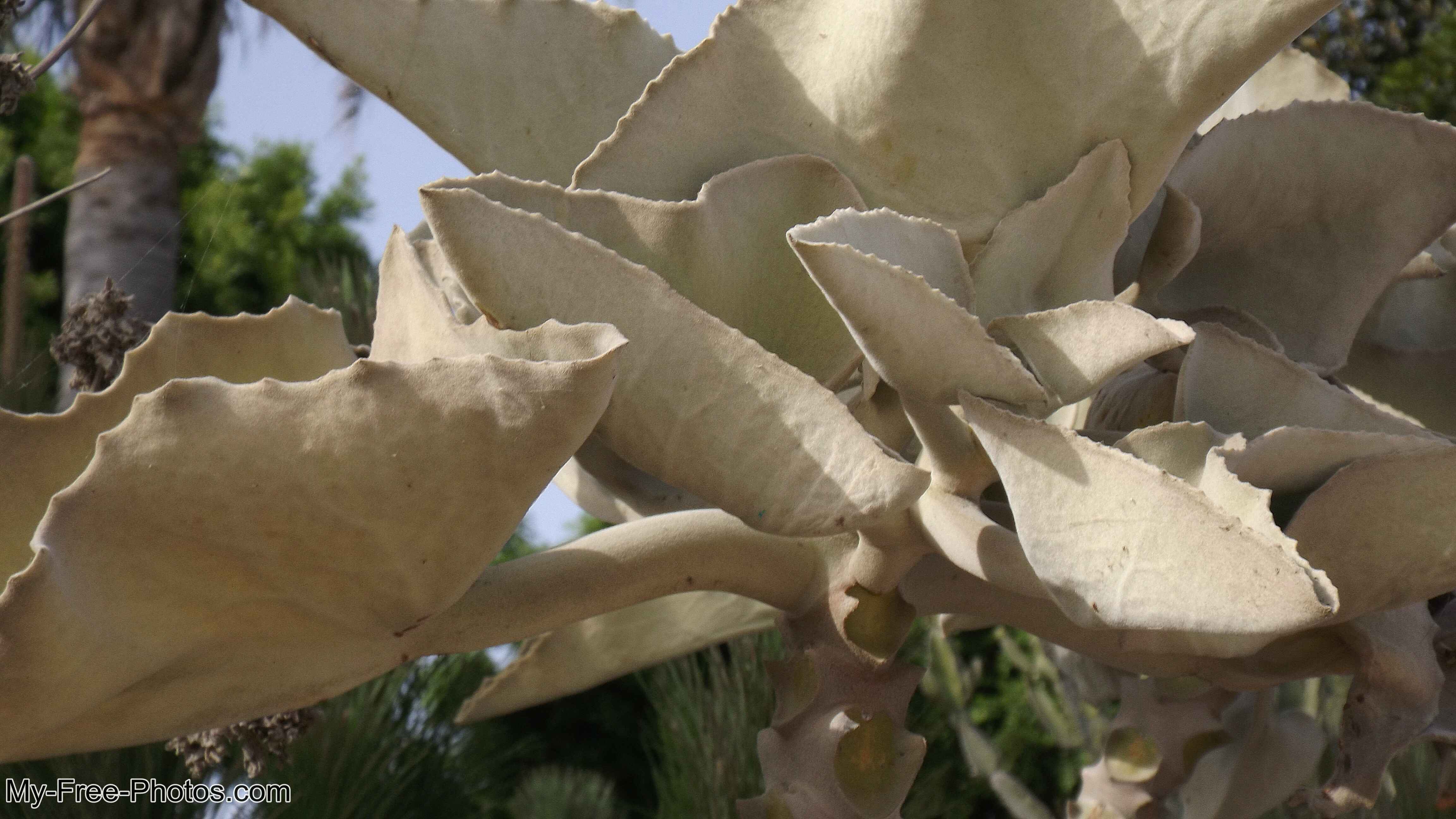 Flowers along Estepona beach, Spain